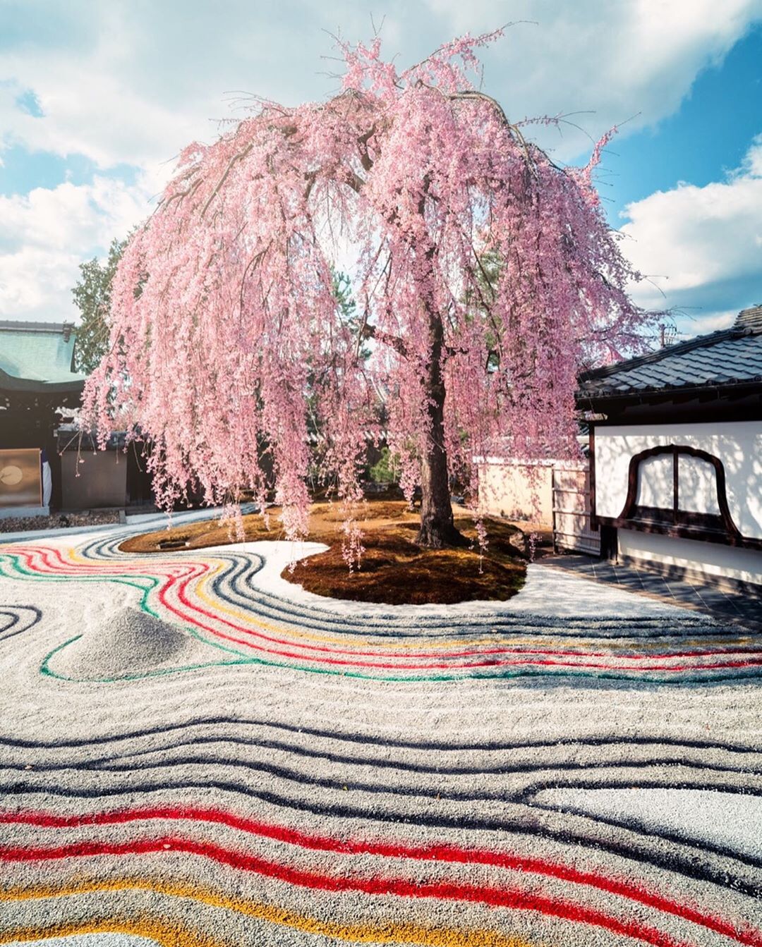 Si vous trouvez que les jardins secs japonais manquent de vie, alors celui du temple Kodai-ji à Kyoto vous aurait peut-être fait changé d’avis ! 😁

Au printemps, avec son splendide cerisier pleureur, il est déjà à son top niveau, mais quand en plus ils décident de donner un grain de folie au reste ! Ça devient ultra coloré ! Du quasi jamais vu ! (C’est la deuxième fois pour eux) 😄

J’apprécie vraiment beaucoup ce temple et je vous le recommande fortement (vous pouvez enregistrer la publication pour garder l’idée dans un coin), parce que c’est un très beau site bien sûr. 😌

Mais aussi car c’est l’un des très rares endroits du genre à savoir se renouveler régulièrement, et même à prendre des risques ! On ne fait quasiment jamais deux fois la même visite. 😲

Le jardin sec change de design, les projections lumineuses le soir sont toujours différentes, la végétation change au fur et à mesure des saisons, et le chemin a même droit à ses petites variations… 😬

En bonus une très jolie bambouseraie, tranquille et peu fréquentée ! 😎

Bref, dites moi si cet aspect coloré du jardin vous plaît bien, ou si au contraire c’est too much et ça ne colle pas avec l’image/l’esprit de jardins du genre ! .
.
.
#createexplore #hbouthere #artofvisuals #beautifuldestinations #visualambassadors #speechlessplaces #stayandwander