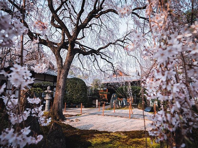 Sous la jupe d’un grand cerisier pleureur, la vue est belle ! 😜

Pardon 😅
.
.
.
#createexplore #hbouthere #beautifuldestinations #speechlessplaces #stayandwander #voyageaujapon #sakuratree #beautifulspring #fujishooters #frenchtravelers #photojapan #visitjapanjp #fujifilmgfx50s #fromjapan #theweekoninstagram #sopeaceful #magicalplace #quietplace #scenery_lovers #japanesecherryblossom
