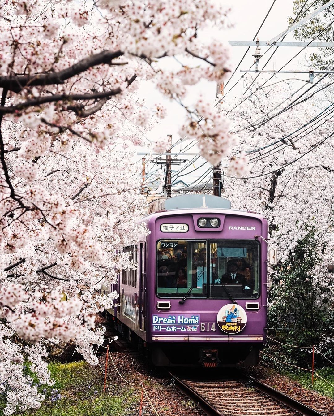 Suite et fin de la mini-série des trains sous les cerisiers ! Je suis allé rechercher des photos prises il y a quelques années et que je n’avais pas vraiment traitées à l’époque 😅 Dites-moi que j’ai bien fait de faire de la spéléologie dans mes disques durs ! 😂

Voici un spot assez méconnu, sauf des papys photographes japonais bien sûr ! 😅 
Un « tunnel » de sakura le long des voies du tramway, c’est forcément très photogénique ! 📸

D’ailleurs, le conducteur ralentit exprès sur cette portion (uniquement pendant les cerisiers donc) pour que les passagers puissent admirer les fleurs ! C’est vraiment culturel quoi ! 😁

Prêts à vous frotter aux pépés japonais pour faire la photo ? 😬

#trains_worldwide #fromjapan #visitjapanjp #moodygrams #earthfocus #CreateExplore #TheWeekOnInstagram #goodtiming #hbouthere #嵐電桜のトンネル #嵐電電車